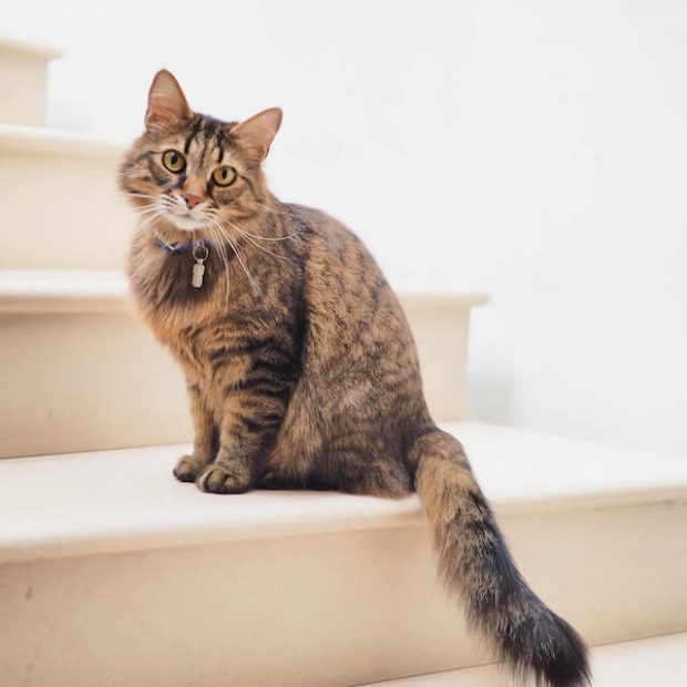 Top 5 giống mèo cảnh được nuôi nhiều nhất ở xứ sở hoa Anh Đào