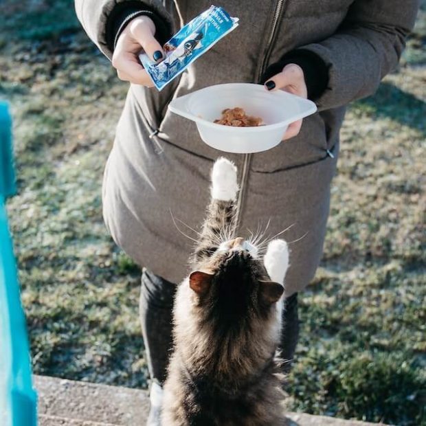 Top 5 loại thức ăn khô tốt nhất dành cho mèo con được người Nhật tin dùng