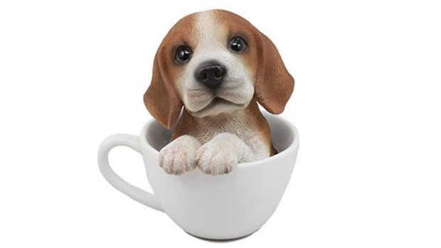 Top 5 giống chó nhỏ nhất thế giới cho người chơi hệ teacup